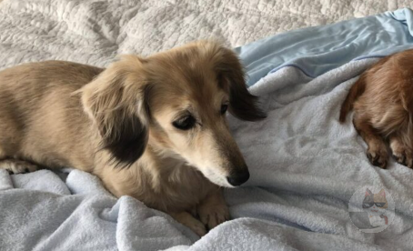 イッヌさんと穏やかな休日を過ごしとるやつw