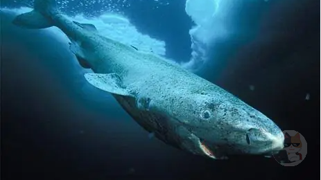 【画像】500年以上生きるサメが発見される