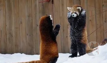 【閲覧注意】レッサーパンダの威嚇画像が凶悪すぎる【猛獣】