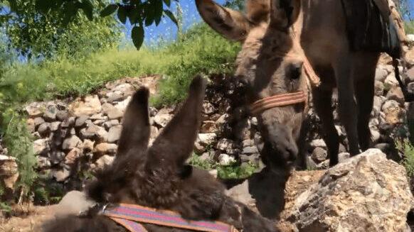 【動画】初めてメスに会った童貞ロバ、振られて泣くwwwwwwwww(お前らの想像の3倍はガチ泣き