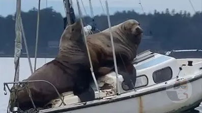 【絶望】北海道さん、アザラシに島を占拠されてしまう🦭