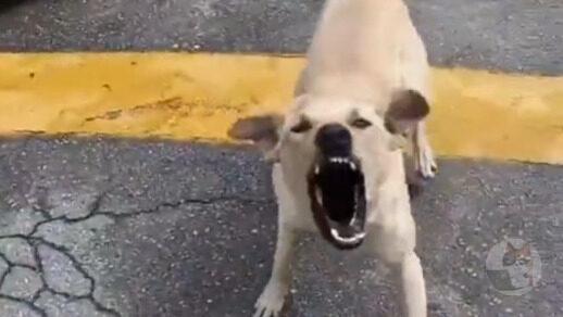 【動画】イッヌ「人間やんけ吠えたろ!」→結果