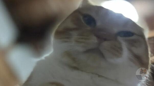 ワイんちのネッコ、見下ろす