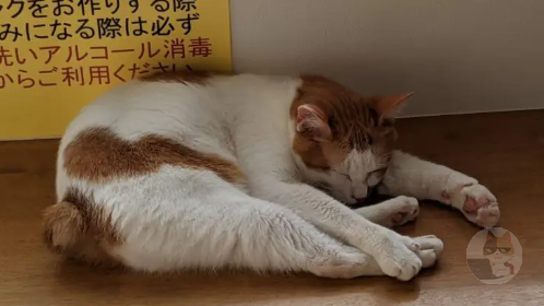 猫、寝てしまう…