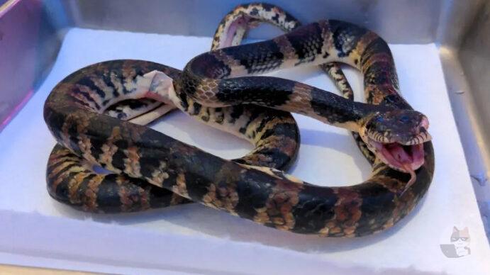 【閲覧注意】蛇鍋食ってきたぞーwwwwwwwwwww