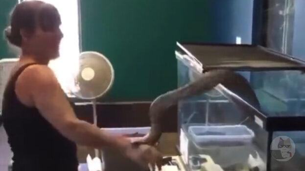 【動画】まんさん、ペットの蛇ちゃんに襲われる・・・