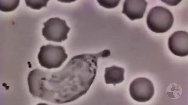 【動画】白血球「お、細菌おるやん　食べたろ」