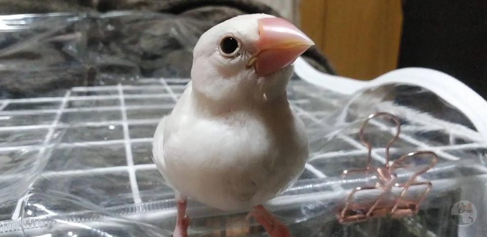 【画像】うちの鳥
