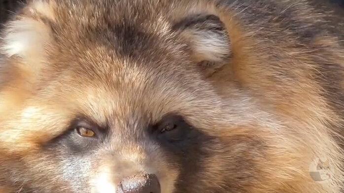 冬のたぬき、丸すぎる