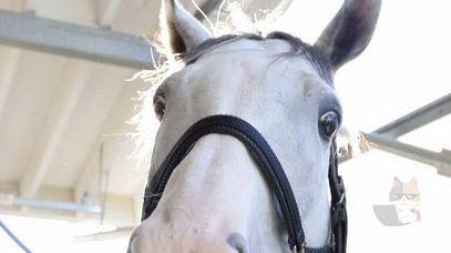 【画像】この馬かわいい