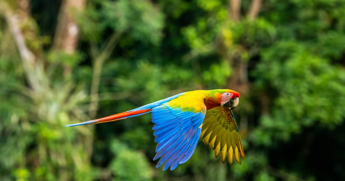 コスタリカの大自然、鳥