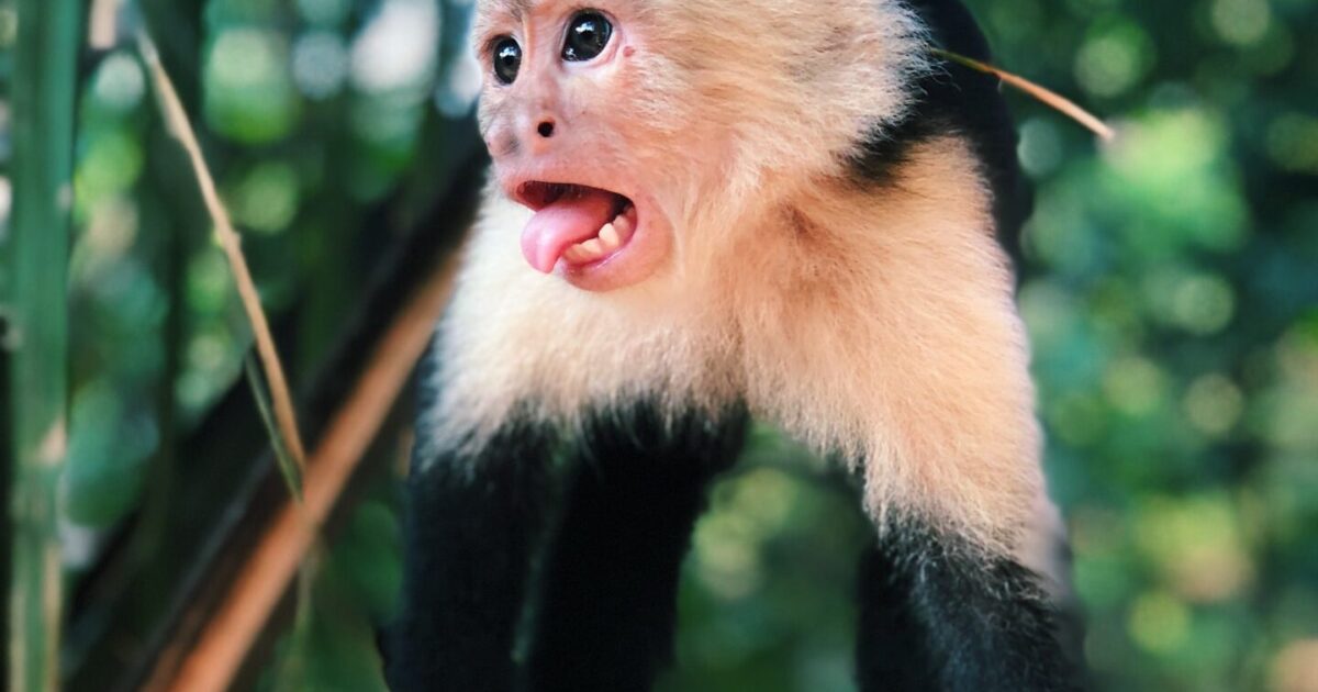 コスタリカの大自然、猿