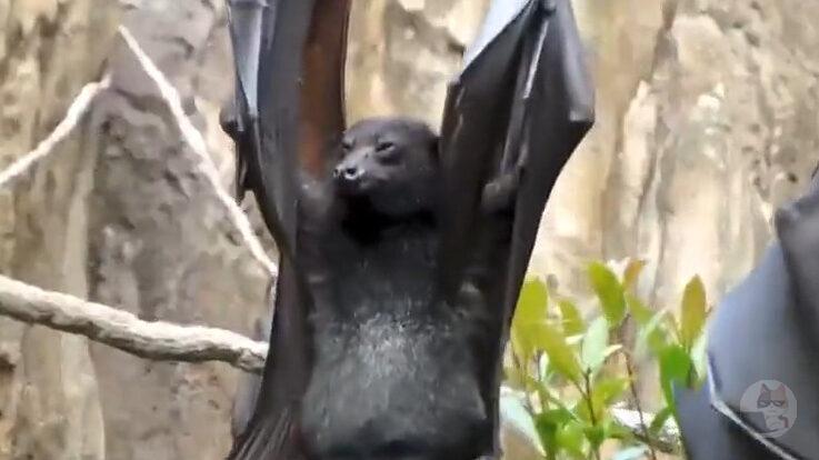 コウモリってかなり頭のいい生物だぞ。おしっこ方法見てそれを実感した