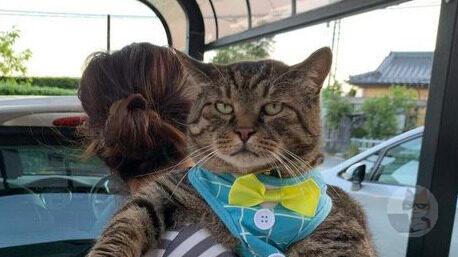 【画像】これくらい巨大になる猫を飼いたいのだがどうすればいい?