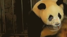 【画像】パンダの赤ちゃんきっしょwwwwwwwwwwww