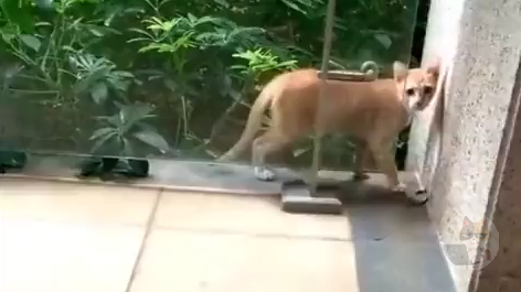 【動画】ニンジャ猫,見つかる