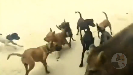 【動画】犬カス、イノシシに喧嘩を売って反撃される