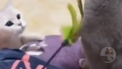 猫ってなんですぐ殴ったりすんの?