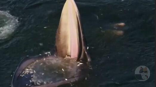 【動画】クジラのご飯の食べ方、壮大すぎる