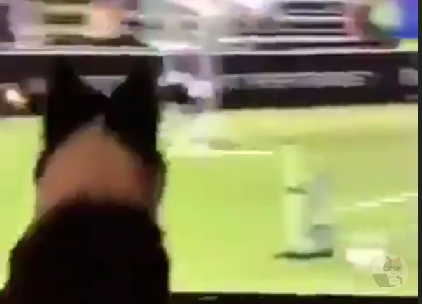 このイッヌさんピョンピョンでかわヨ