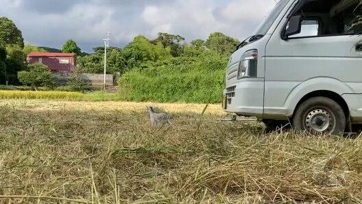 子犬さん、飼い主を見失ってパニックにw