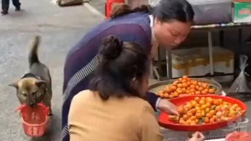 スーパーカシコイーヌ発見される