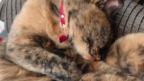 ネコが変なかっこで寝てる