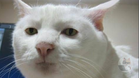 【画像】お前らみたいな猫が見つかる