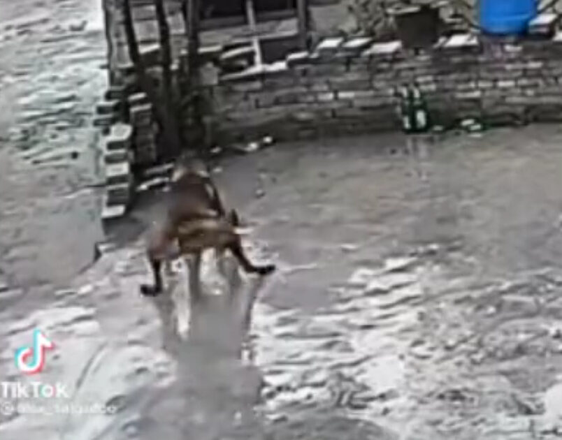 【動画】犬カス、地面が凍ってる事に気づかず綺麗にこけてしまう
