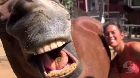 【動画】馬さん、手〇キされてアヘアヘしてしまう