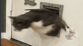 惨めな猫gif