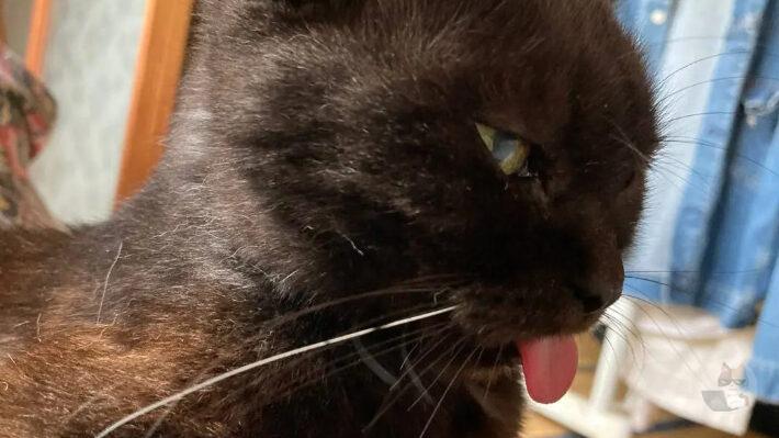 【画像有り】ワイの家のねっこ可愛すぎてワロタ