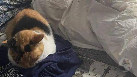 我が家のネッコ、朝から大暴れ!!!!!!