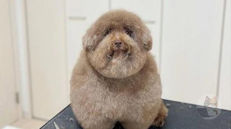 【朗報】イッヌ、トリミングが終わってご満悦