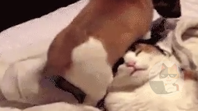 猫の喧嘩gifスレッド🐈🐾