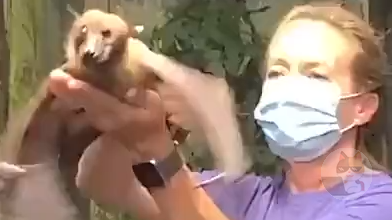 【動画】コウモリ、ガチで可愛い過ぎる