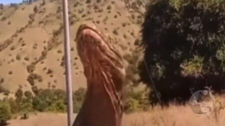 【閲覧注意】イキリ雌牛、ワニに丸呑みされる【動画】