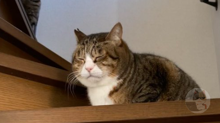 犬「警察犬!盲導犬!災害救助犬!麻薬探知犬!」猫「…」