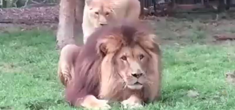 【画像】どうしても旦那とセックスしたいメスライオンが可愛い