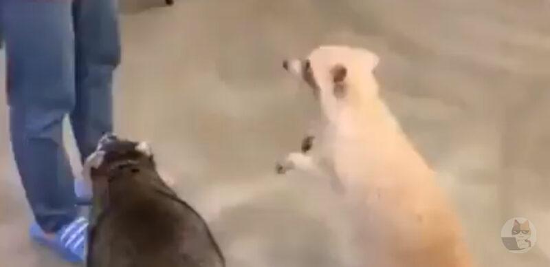 タヌキさん、3回回って目を回す