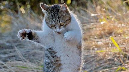 【画像】こういうのでいいネコ画像スレ