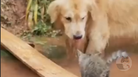 【動画】犬さん、川を渡れなくなった猫を”解放“する