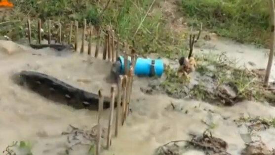 【動画・閲覧注意】蛇さん、鳥を生贄にした罠に引っかかってしまう