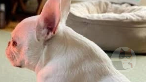 【悲報】イッヌ、ヒーターを独占