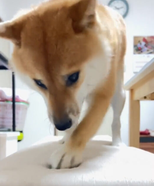 【動画】ここ掘れワンワンーヌ、見つかる