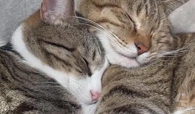 ネッコ、極限まで密着しながら寝る