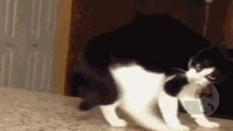 かわいいネコチャンの画像が集まるスレ