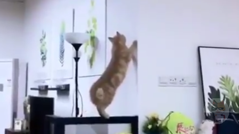 【動画】キンタマ強打ネコ、見つかる