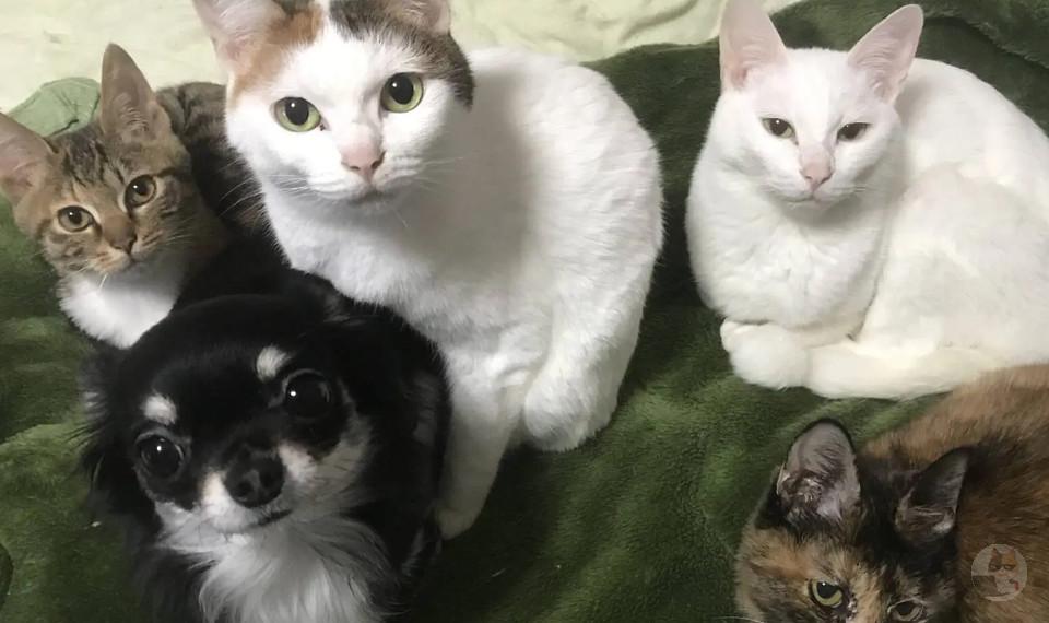 お前らの猫画像フォルダを解放しろ