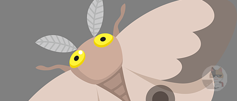 オーストラリアの蛾がでかい!おまえらの想像の2倍でかい!